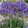  Triteleia R, tripletlily, Ithuriel’s spear, food forest, One Community outdoor planting plan, grow your own food, evolved food, Highest Good food, sustainable food, healthy eating