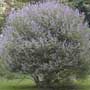Vitex, chaste tree, food forest, One Community outdoor planting plan, grow your own food, evolved food, Highest Good food, sustainable food, healthy eating